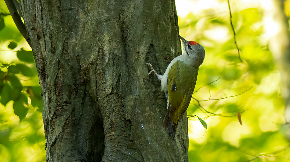Gray-headed Woodpecker